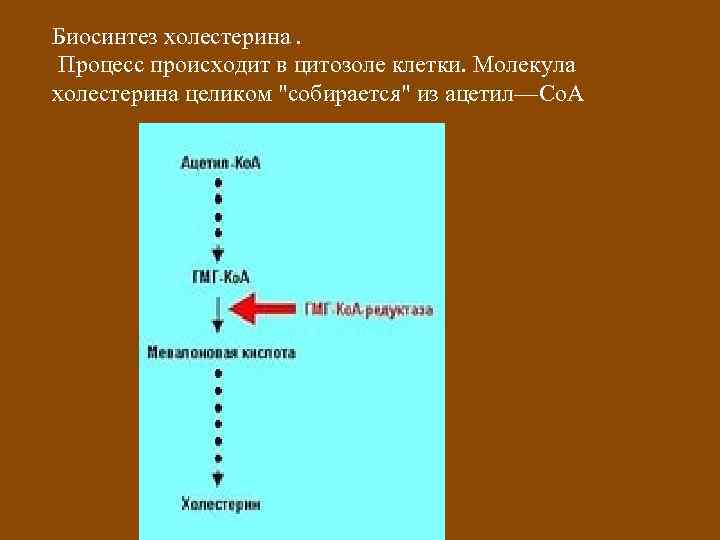 Биосинтез холестерина. Процесс происходит в цитозоле клетки. Молекула холестерина целиком "собирается" из ацетил—Со. А