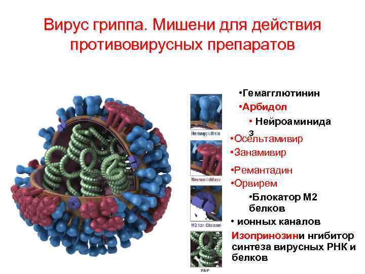 Вирус гриппа. Мишени для действия противовирусных препаратов • Гемагглютинин • Арбидол • Нейроаминида з