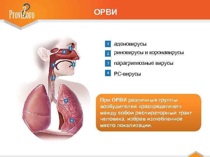 ОРВИ 1 2 1 1 риновирусы и коронавирусы 3 парагриппозные вирусы 4 2 аденовирусы