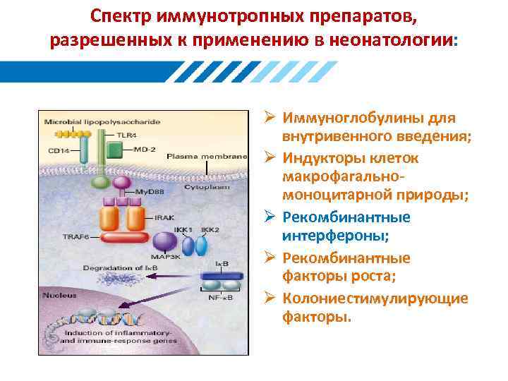 Спектр иммунотропных препаратов, разрешенных к применению в неонатологии: Ø Иммуноглобулины для внутривенного введения; Ø