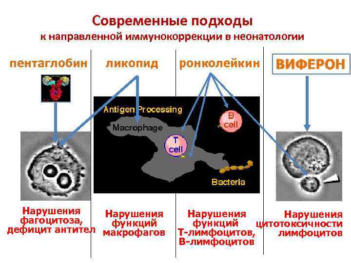 Современные подходы к направленной иммунокоррекции в неонатологии пентаглобин ликопид Нарушения фагоцитоза, функций дефицит антител