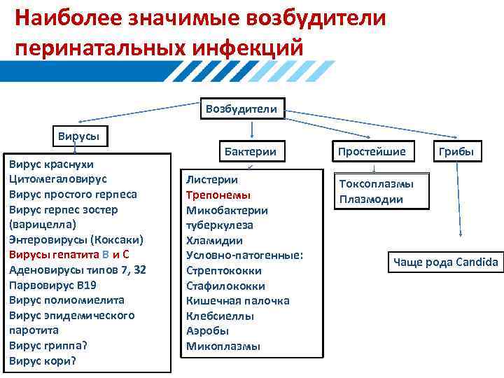 Наиболее значимые возбудители перинатальных инфекций Возбудители Вирусы Вирус краснухи Цитомегаловирус Вирус простого герпеса Вирус