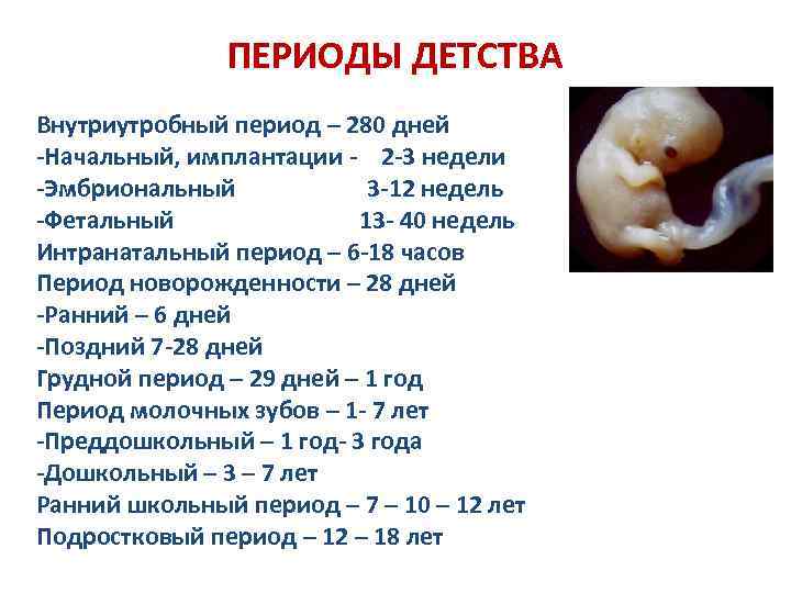 ПЕРИОДЫ ДЕТСТВА Внутриутробный период – 280 дней -Начальный, имплантации - 2 -3 недели -Эмбриональный