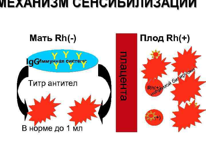 Мать Rh(-) Титр антител плацента Y Y Y Ig. GИммунная система Y Y Y