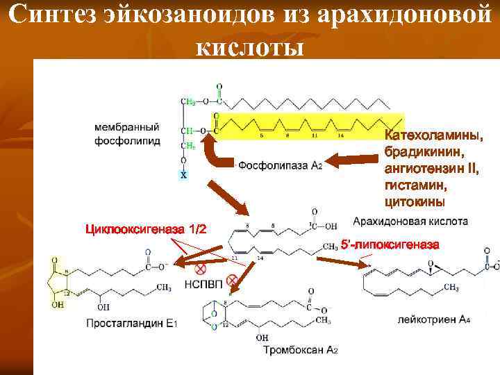 Кислоты мембраны