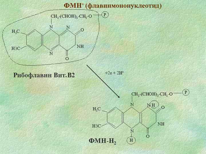 ФМН+ (флавинмононуклеотид) P CH 2 -(CHOH)3 -CH 2 -O H 3 C N N