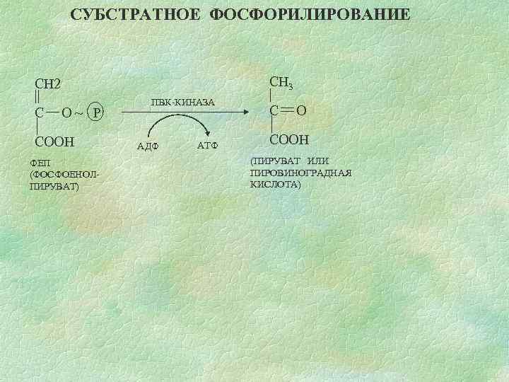 СУБСТРАТНОЕ ФОСФОРИЛИРОВАНИЕ СН 3 СН 2 С O~ Р СООН ФЕП (ФОСФОЕНОЛПИРУВАТ) ПВК-КИНАЗА АДФ