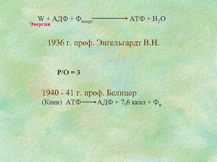W + АДФ + Фнеорг Энергия АТФ + Н 2 О 1936 г. проф.