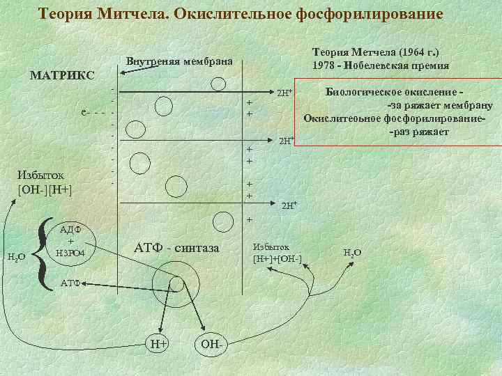 Теория Митчела. Окислительное фосфорилирование Теория Метчела (1964 г. ) 1978 - Нобелевская премия Внутреняя