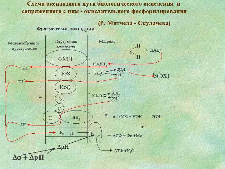 Биологическое окисление в митохондриях клеток