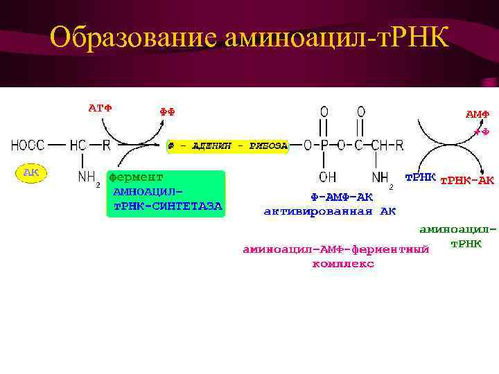 Образование аминоацил-т. РНК 