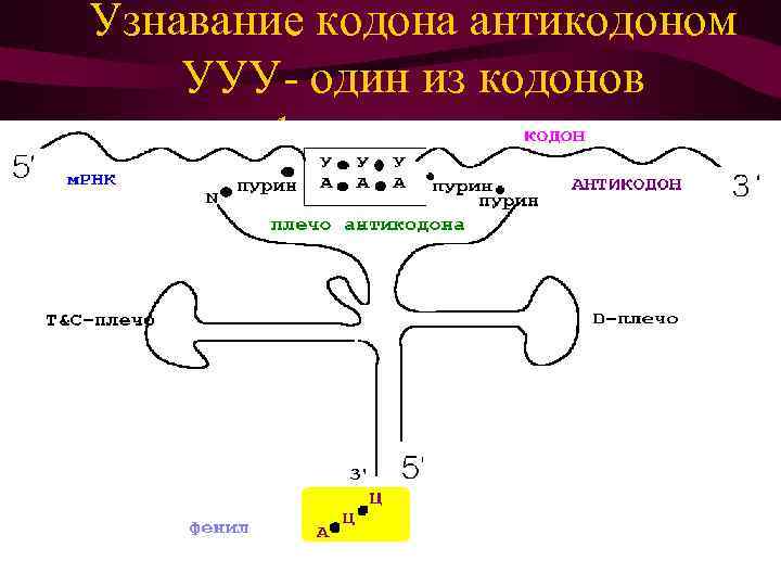 Узнавание кодона антикодоном УУУ- один из кодонов фенилаланина 