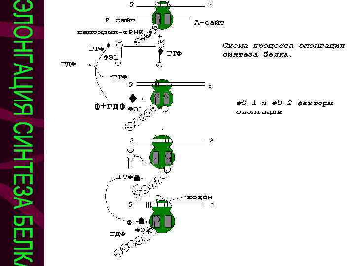 Элонгация синтеза белка 