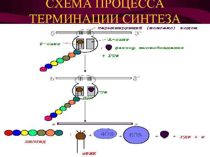CХЕМА ПРОЦЕССА ТЕРМИНАЦИИ СИНТЕЗА БЕЛКА 