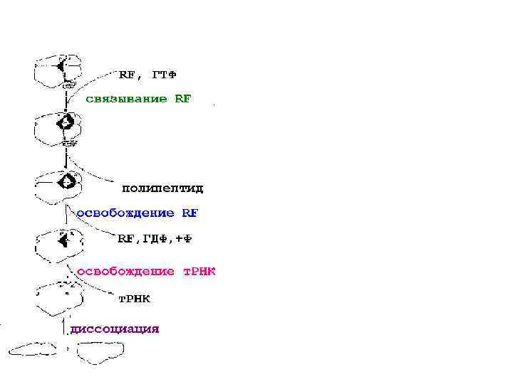 Терминация трансляции 