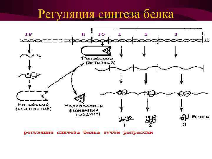 Регуляция синтеза белка 