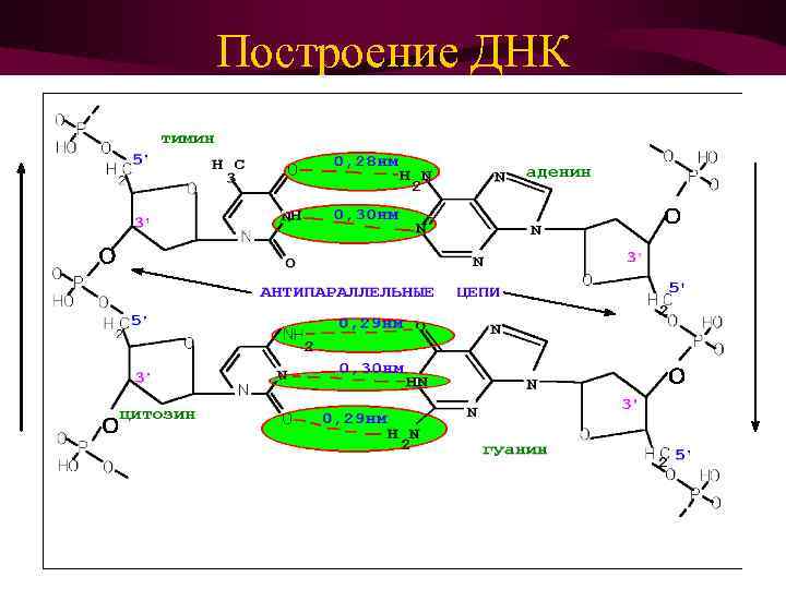 Построение ДНК 