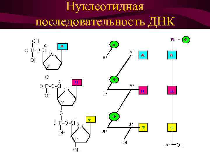 Нуклеотидная последовательность ДНК 