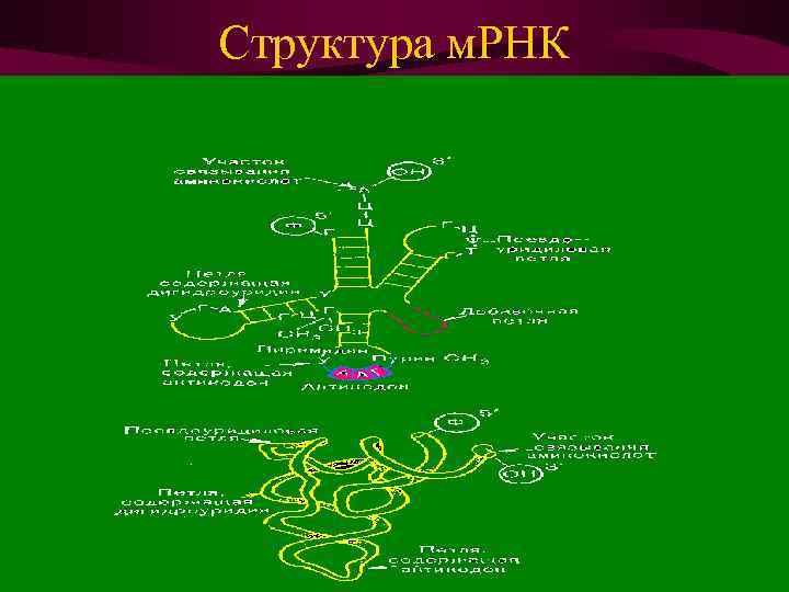 Структура м. РНК 