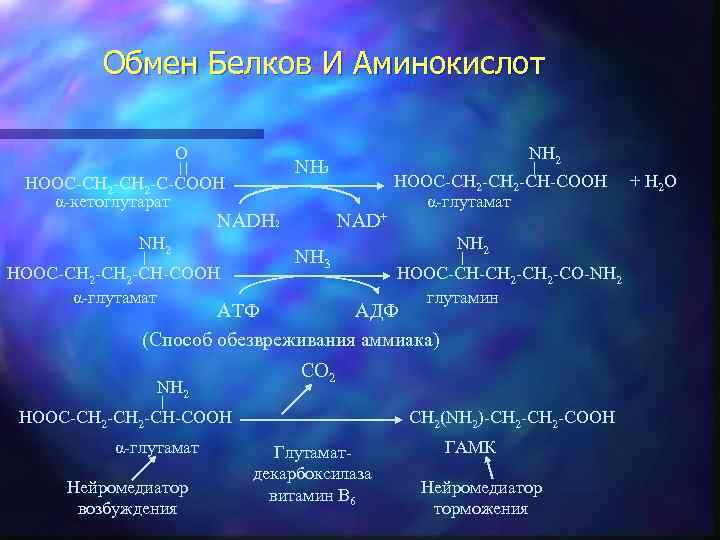 Обмен Белков И Аминокислот O HOOC-CH 2 -C-COOH α-кетоглутарат NH 3 NADH 2 NH