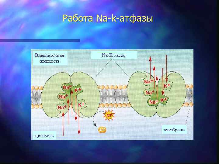 Работа Na-k-атфазы Внеклеточная жидкость Na-K насос мембрана цитозоль 