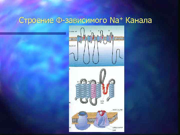 Строение Φ-зависимого Na+ Канала 