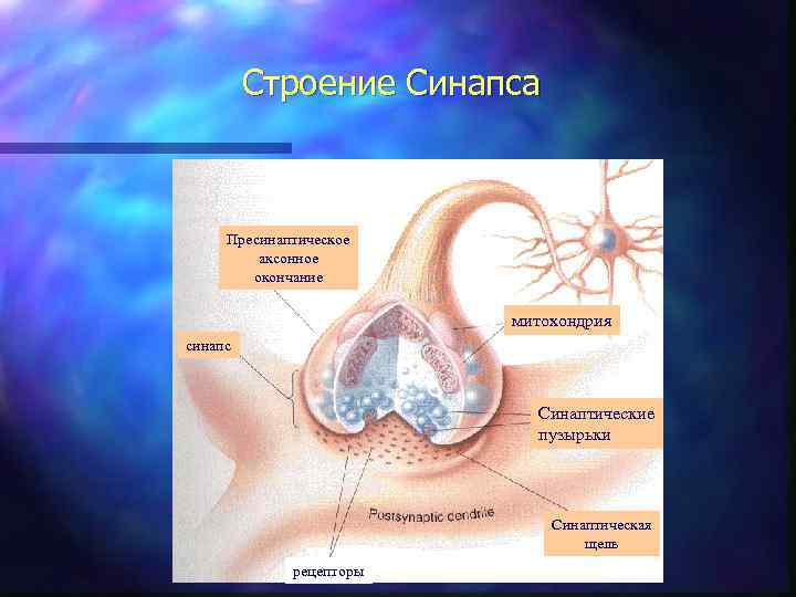 Строение Синапса Пресинаптическое аксонное окончание митохондрия синапс Синаптические пузырьки Синаптическая щель рецепторы 