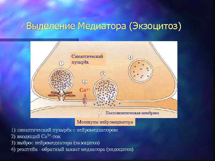 Выделение Медиатора (Экзоцитоз) Синаптический пузырёк Постсинаптическая мембрана Молекулы нейромедиатора 1) синаптический пузырёк с нейромедиатором