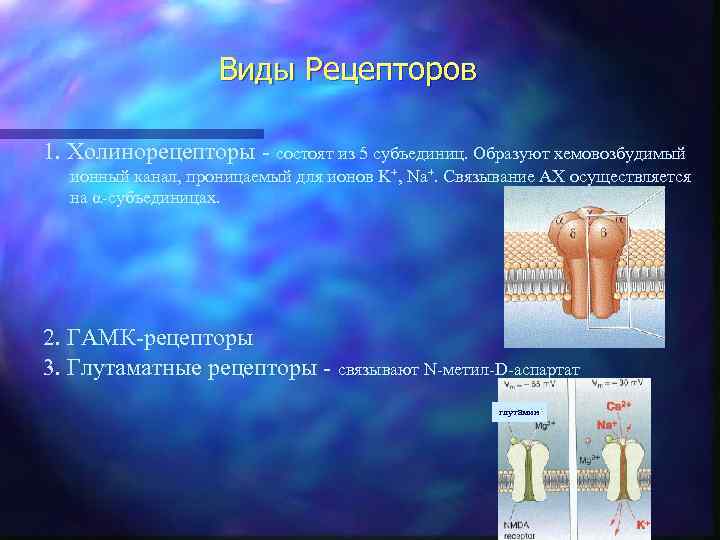 Виды Рецепторов 1. Холинорецепторы - состоят из 5 субъединиц. Образуют хемовозбудимый ионный канал, проницаемый
