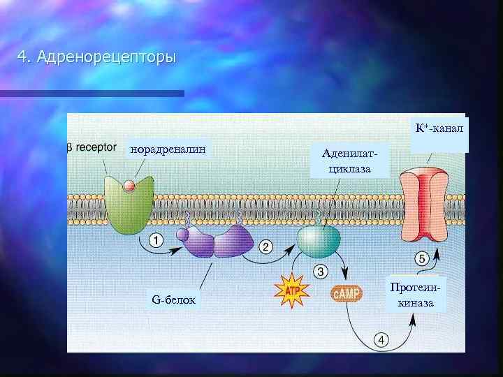 4. Адренорецепторы К+-канал норадреналин G-белок Аденилатциклаза Протеинкиназа 