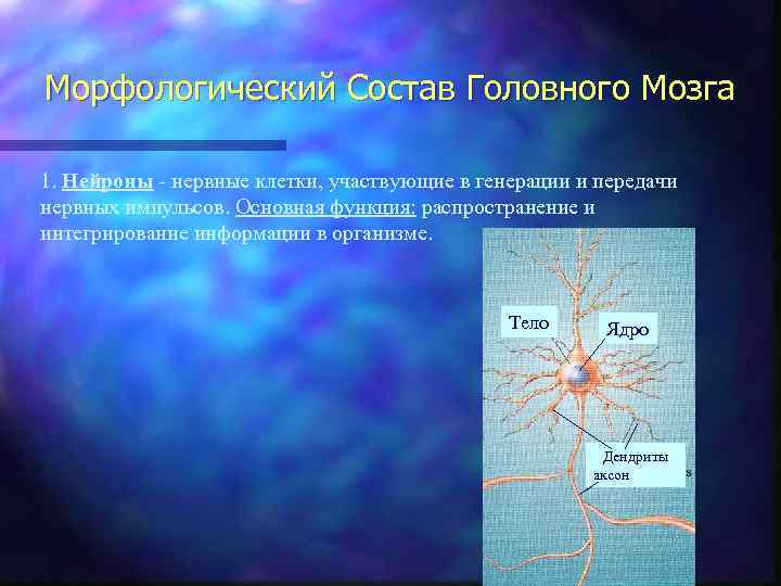 Морфологический Состав Головного Мозга 1. Нейроны - нервные клетки, участвующие в генерации и передачи