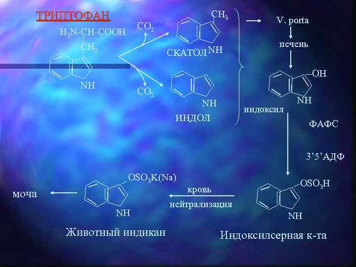 ТРИПТОФАН CH 3 CO 2 H 2 N-CH-COOH CH 2 СКАТОЛ NH V. porta