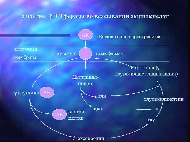 Участие -ГТферазы во всасывании аминокислот АК клеточная мембрана глутамил Внеклеточное пространство трансфераза Цистеинилглицин глутамил