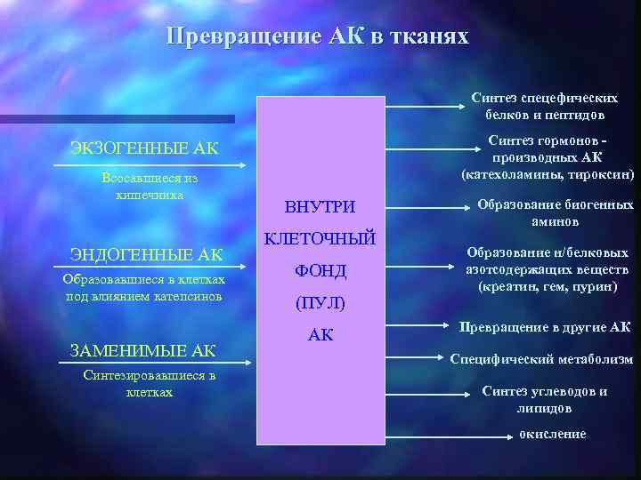 Превращение АК в тканях Синтез спецефических белков и пептидов Синтез гормонов производных АК (катехоламины,