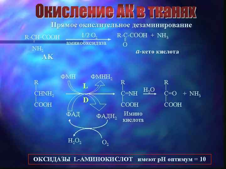Прямое окислительное дезаминирование NH 2 1/2 O 2 аминооксидаза R-C-COOH + NH 3 =