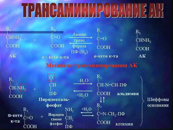 R 1 R 2 CHNH 2 + COOH C=O COOH АК a - кето