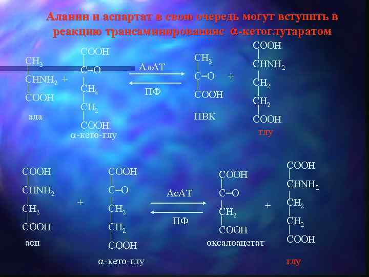 Аланин и аспартат в свою очередь могут вступить в реакцию трансаминированияс -кетоглутаратом CH 3
