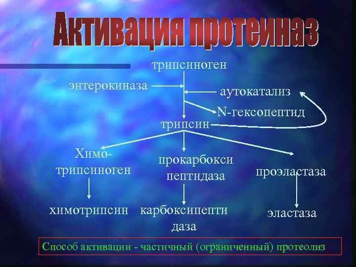 трипсиноген энтерокиназа трипсин Химотрипсиноген аутокатализ N-гексопептид прокарбокси пептидаза химотрипсин карбоксипепти даза проэластаза Способ активации