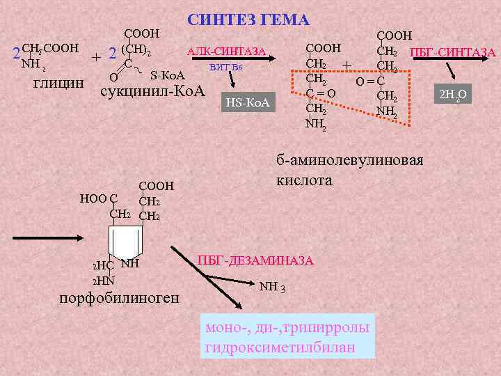 _ _ СООН АЛК-СИНТАЗА 2 (СН)2 С ВИТ В 6 S-Ко. А О ~