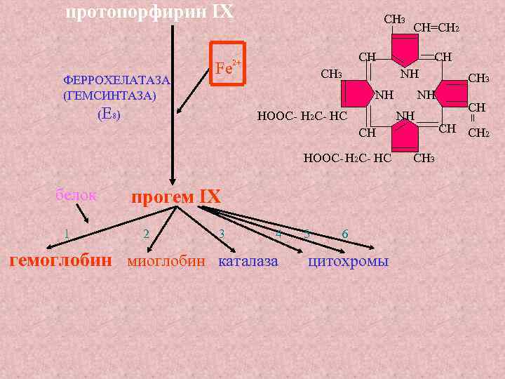 протопорфирин IX _ СН 3 ФЕРРОХЕЛАТАЗА (ГЕМСИНТАЗА) Fe CН=СН 2+ СН 3 СН NH