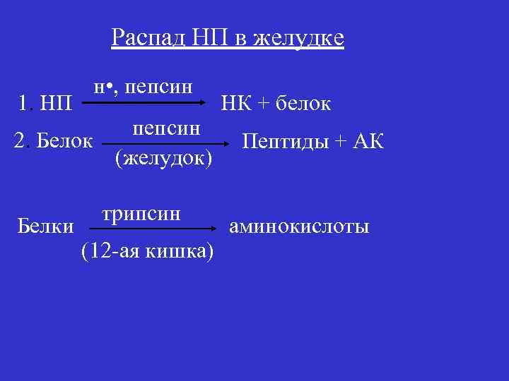 Распад НП в желудке 1. НП н • , пепсин 2. Белок (желудок) Белки