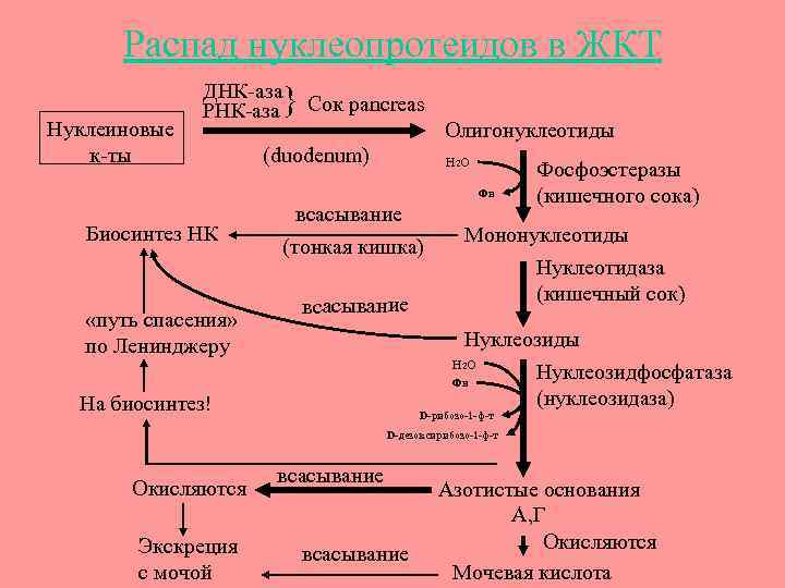 Общая схема распада нуклеиновых кислот пищи