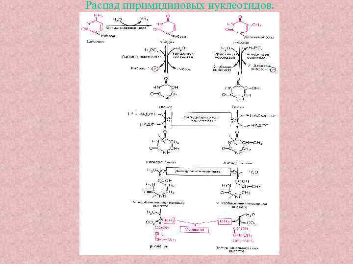 Распад пиримидиновых нуклеотидов. 