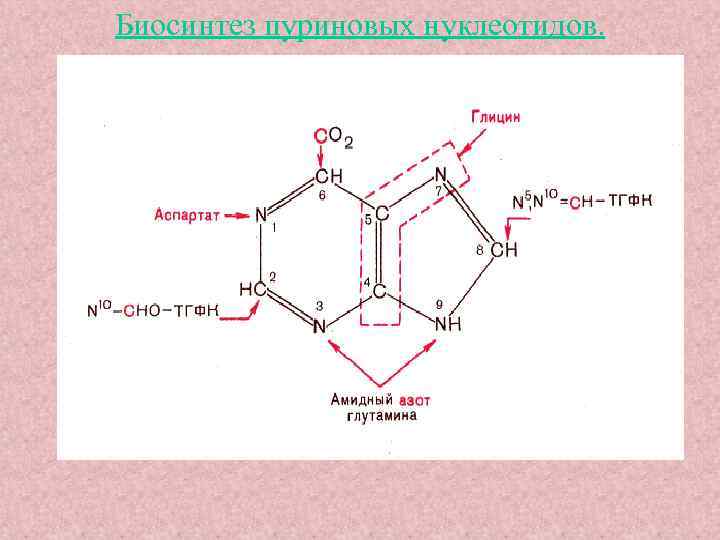Биосинтез пуриновых нуклеотидов. 