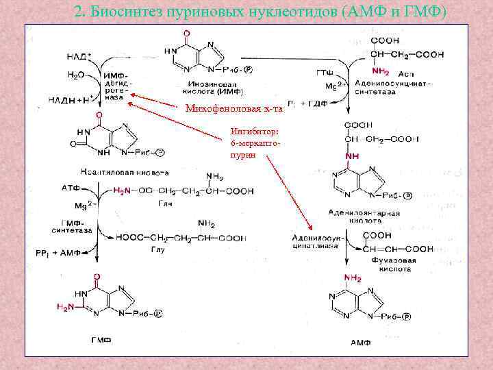2. Биосинтез пуриновых нуклеотидов (АМФ и ГМФ) Микофеноловая к-та Ингибитор: 6 -меркаптопурин 