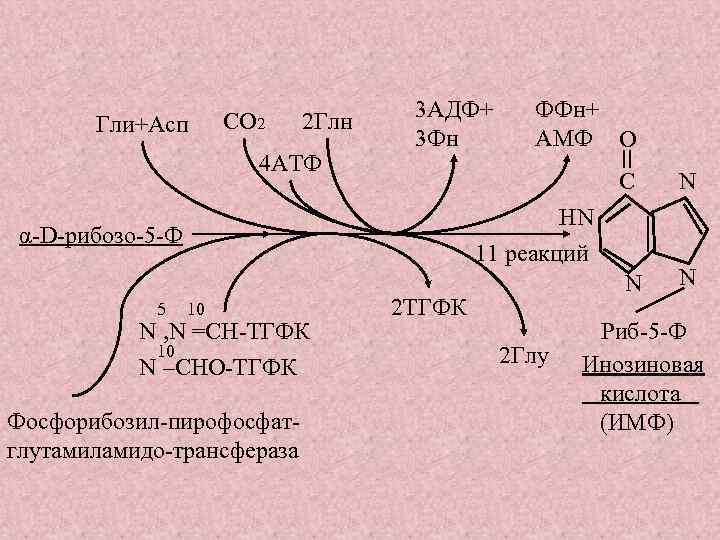Гли+Асп СО 2 2 Глн 4 АТФ 3 АДФ+ 3 Фн C N N