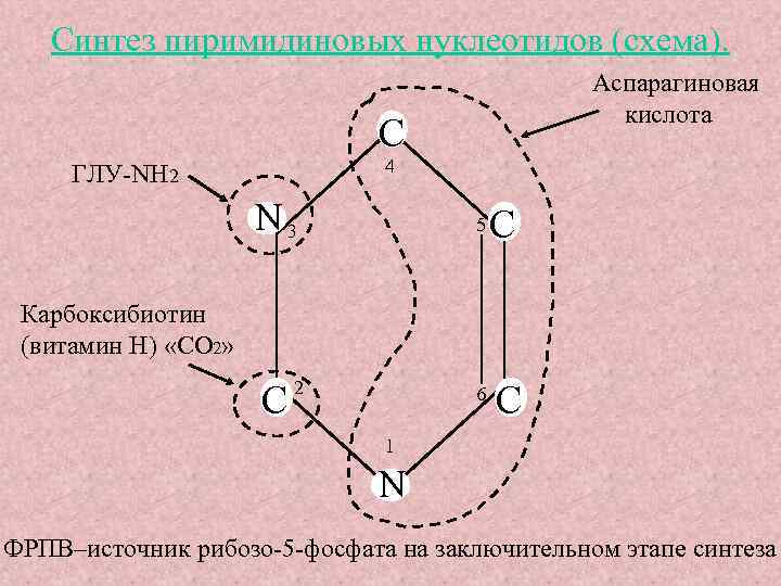 Синтез пиримидиновых нуклеотидов (схема). Аспарагиновая кислота C 4 ГЛУ-NH 2 N 3 5 C