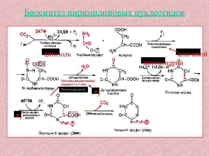 Биосинтез пиримидиновых нуклеотидов цитозоль ключевой ф митохондрии Оротовая (наследственная) ацидурия 1 и 2 типа