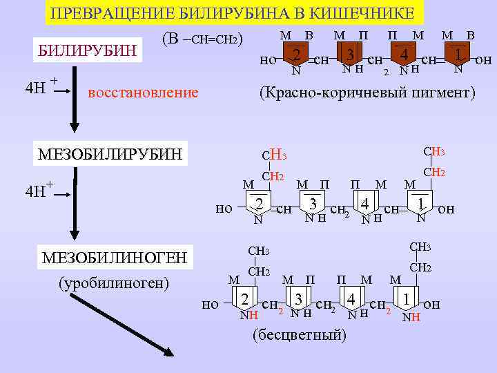 ПРЕВРАЩЕНИЕ БИЛИРУБИНА В КИШЕЧНИКЕ M B M П П M M B (В –СН=СН