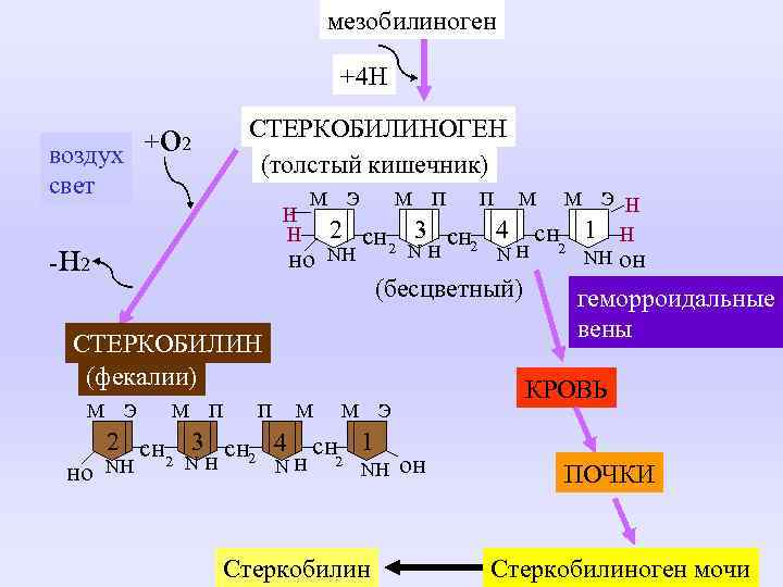 мезобилиноген +4 Н воздух + свет - о 2 СТЕРКОБИЛИНОГЕН (толстый кишечник) M Э